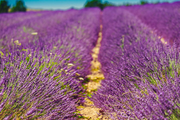 Fototapeta premium Scenic View of Blooming Bright Purple Lavender Flowers Field in Provence