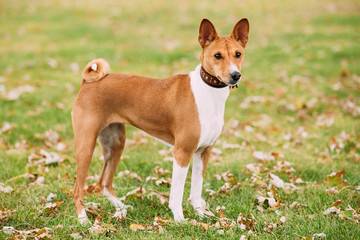 Naklejka na ściany i meble Basenji Kongo Terrier Dog. The Basenji Is A Breed Of Hunting Dog