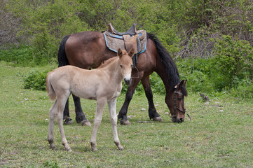 Obraz premium grazing horse with foal