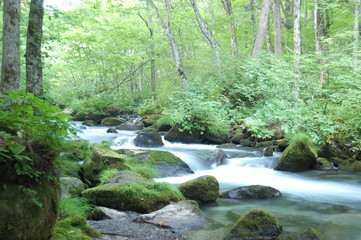 Obraz premium 奥入瀬渓流