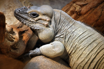 Portrait of big gray lizard rests on a rock in the artificial environment. Close up.