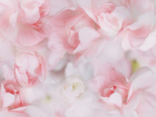 sweet pastel flowers background