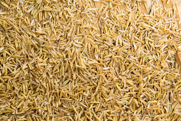 Paddy rice background