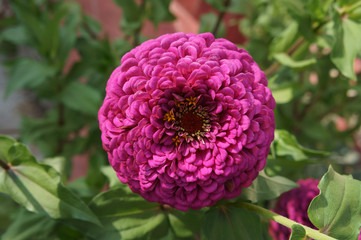 Elegant zinnia pink flower close up