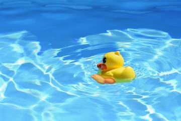 Yellow rubber duck in the pool in the summer. Beautiful clear blue water and background for travel and holidays.