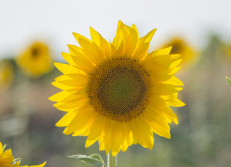 Sombra de girasol