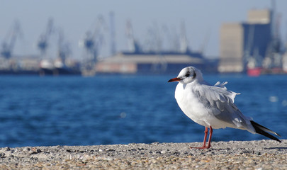 A bird at coast line