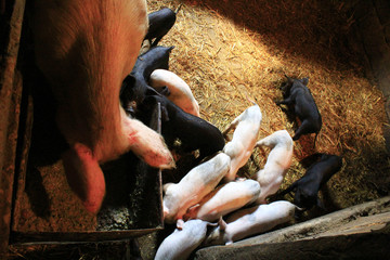 piglets with their mother on the farm