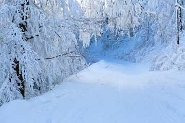 Fototapeta na wymiar Snow covered tree and the road. Natural blue tint.