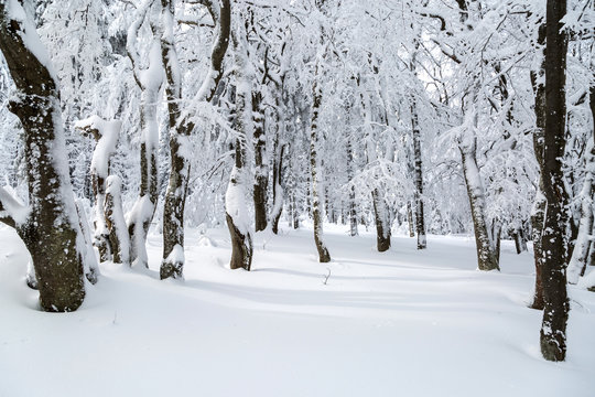 Fototapeta trees in the forest covered with snow