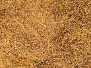 Dried farm field background texture
