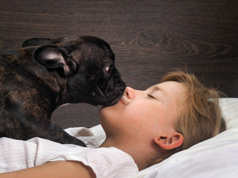 Dog and young girl face to face. Mistress sleeps Bulldog gently trying to wake her up