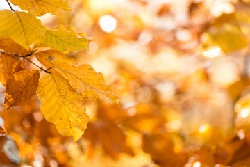 Naklejka na ściany i meble Autumn, leaves background. Leaves on a blurred background. Landscape in autumn season