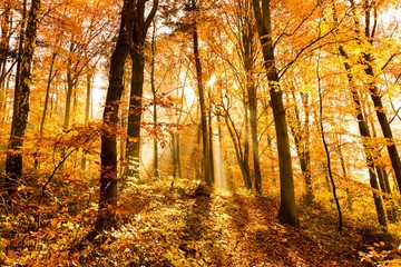 Fototapeta premium unusual forest in autumn, the sun's rays light up the morning fog