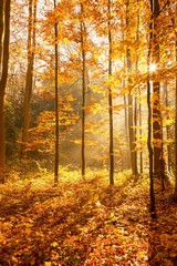 unusual forest in autumn, the sun's rays light up the morning fog