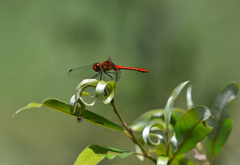 Libellula rossa su foglia 