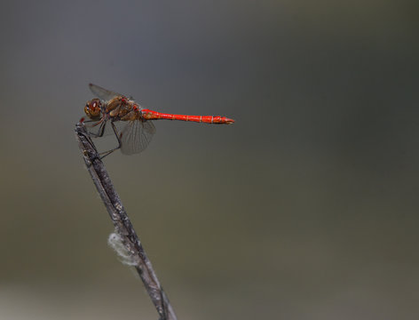 Libellula rossa sullo stelo