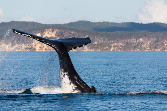 Humpback whale tail thrashing in Hervey Bay, Queensland, Australia