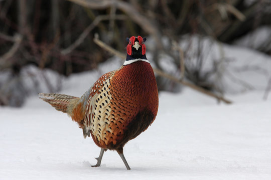 Ring Neck Pheasant