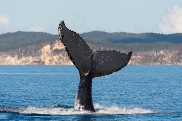 Obraz premium Humpback whale tail in Hervey Bay, Queensland, Australia