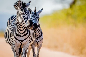 Tuinposter Twee Zebra& 39 s die zich hechten in het Kruger. © simoneemanphoto