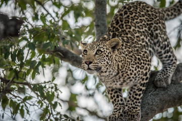Fototapeta premium Leopard looking up in a tree in the Kruger.