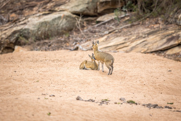 Two Klipspringers in the sand in the Kruger.