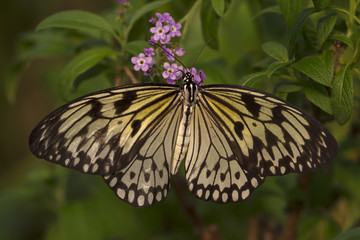 Flower Nymph