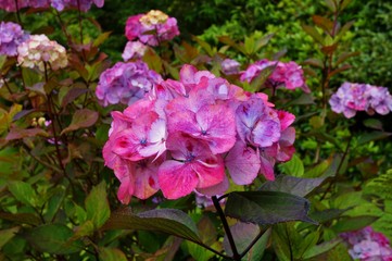 Pink hydrangea flowers in bloom