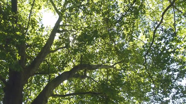 Gro&szlig;er Platanenbaum, Bl&auml;tterdach, Platanus