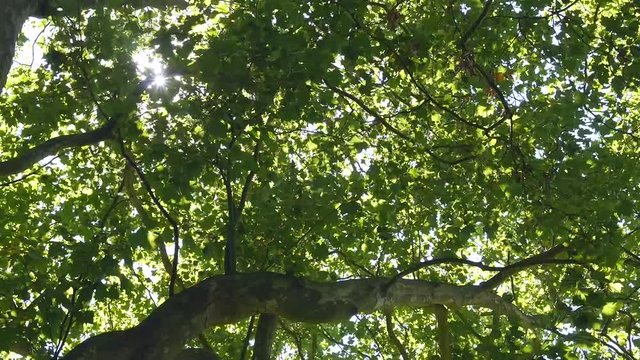 Großer Platanenbaum, Blätterdach, Platanus