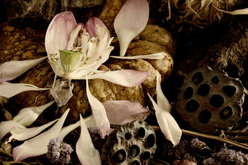 Wilted Lotus in pile withered flowers and fruits