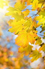 Yellow maple leaf