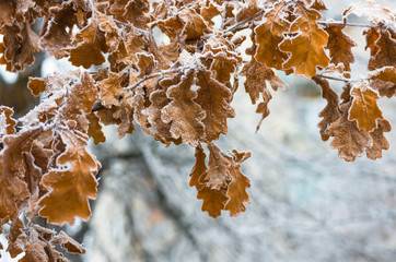 Leaves of oak tree with hoarfrost in forest