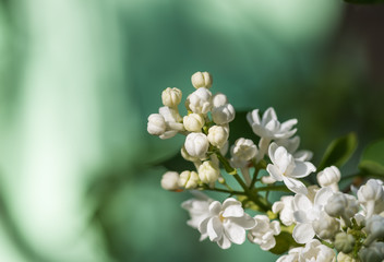 spring lilac white flowers soft floral background