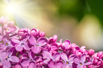 spring lilac violet flowers soft floral background