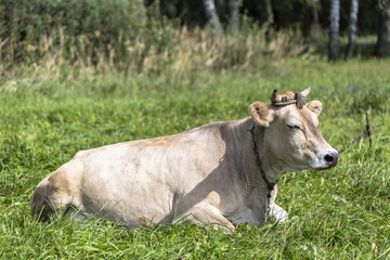 Brown cow rests in the green field