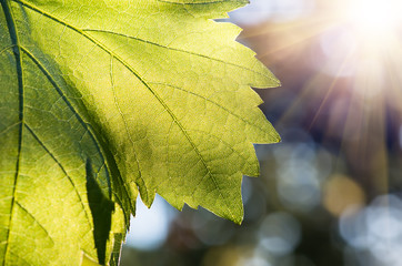 Grape leaf close-up