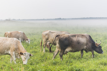 Brown cows grazing in the green foggy field