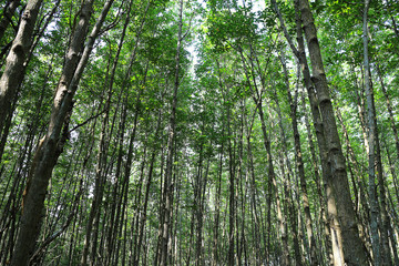 mangrove green tree in Thailand