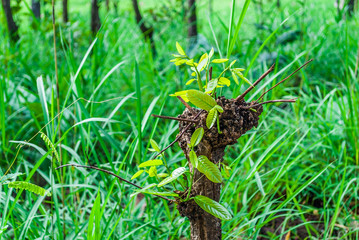 Close-Up to Fresh Leaves Growing from Old Stump