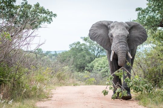 A big bull Elephant dragging a branch on the road in Kruger.