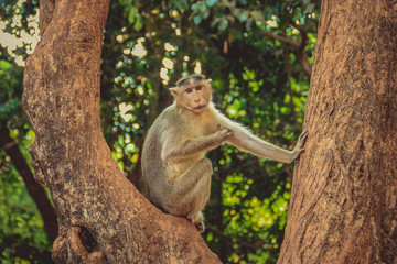Monkey at the tree in India