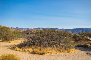 Dry Brush in Mojave Desert