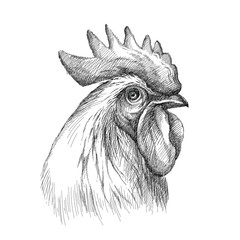 Vector sketch of rooster or cock head profile in black isolated on white background. Silhouette of cockerel head in graphic style. © bokasana