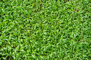 Green grass background.