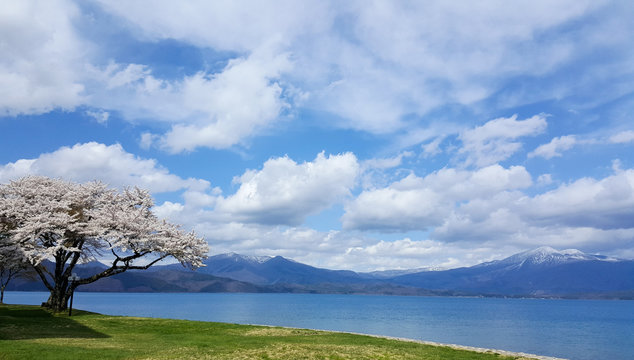 Photo of mountains and Lake Tazawa with bloosom sakura and clear sky, the most clean lake in Japan. Photoed in Akida, Japan.
