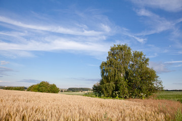 Fototapeta na wymiar часть пшеничного поля и большая береза