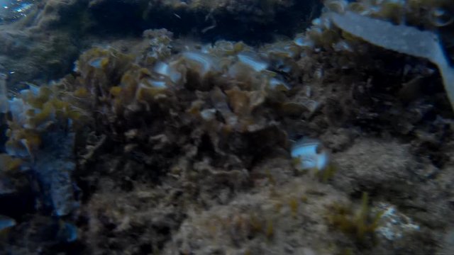 Fondo marino con alghe