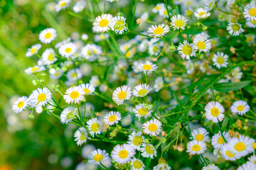 Daisy white flower yellow pollen in clump garden mild soft